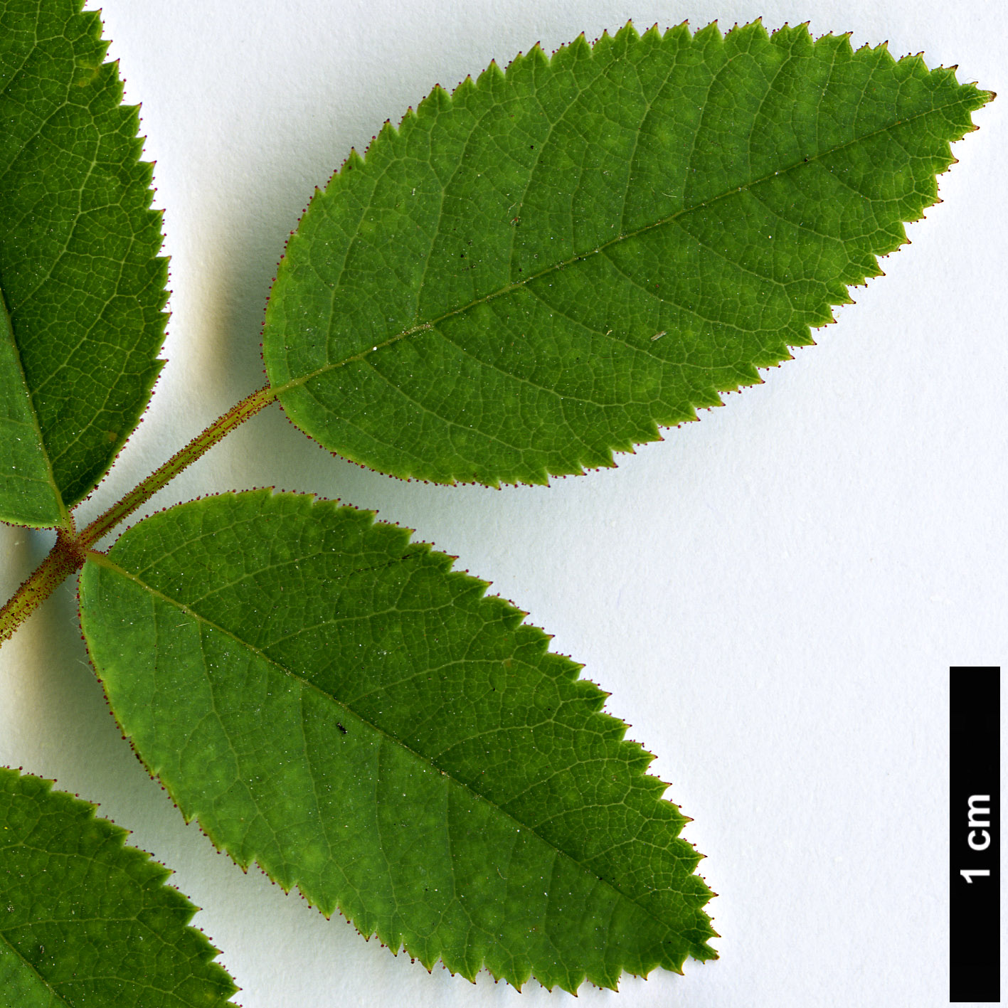 High resolution image: Family: Rosaceae - Genus: Rosa - Taxon: nutkana - SpeciesSub: var. nutkana High resolution image: Family: Rosaceae - Genus: Rosa - Taxon: nutkana - SpeciesSub: var. nutkana